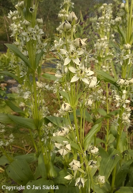 Swertia perfoliata, viiruthti